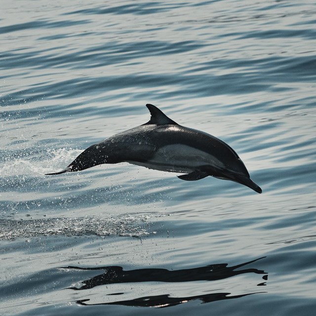 A dolphin jumps out of the ocean