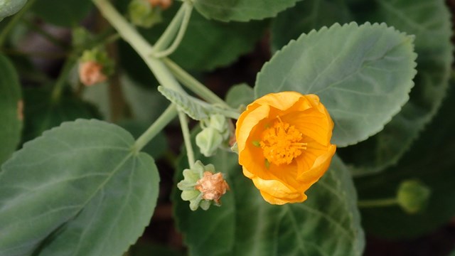Ilima flower