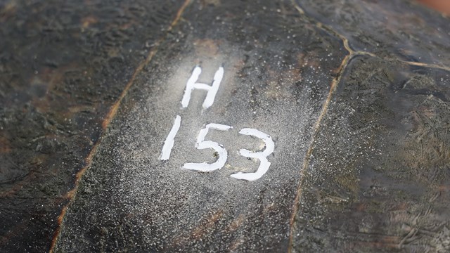 Close-up of painted number on turtle shell