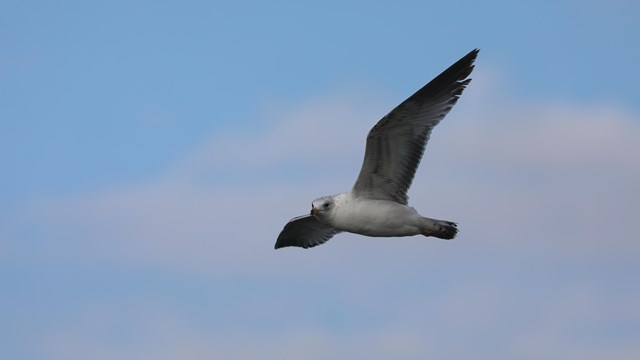 Gull flying overhead against a slightly cloudy background