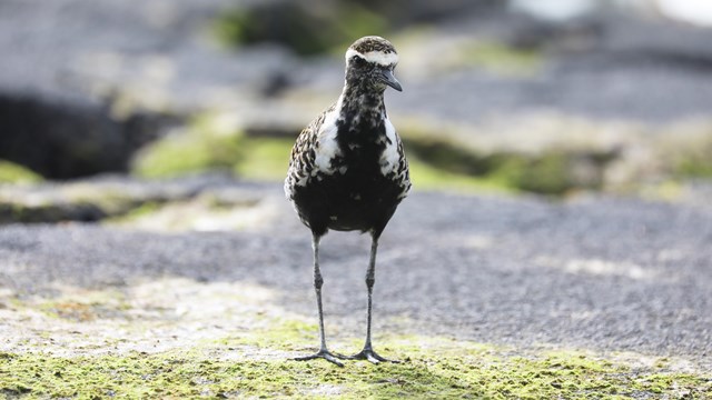 Kolea bird