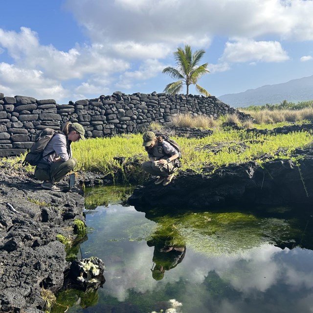 National Park Service staff crouch next to anchialine pool with rock wall and cloudy sky