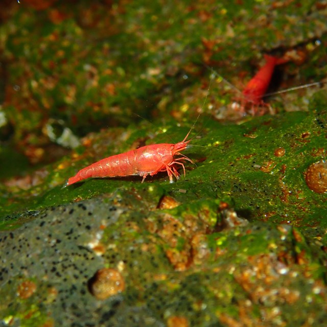 Close-up of shrimp