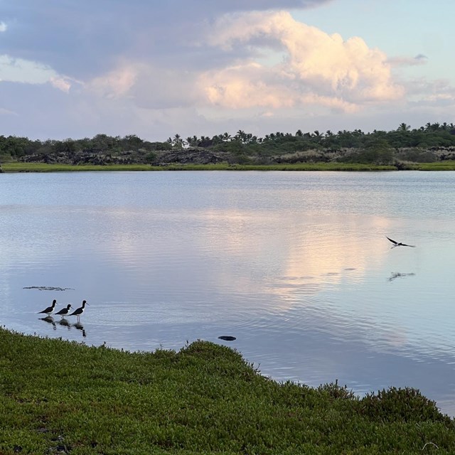 Clouds reflecting a sunrise in the water of Kaloko Fishpond