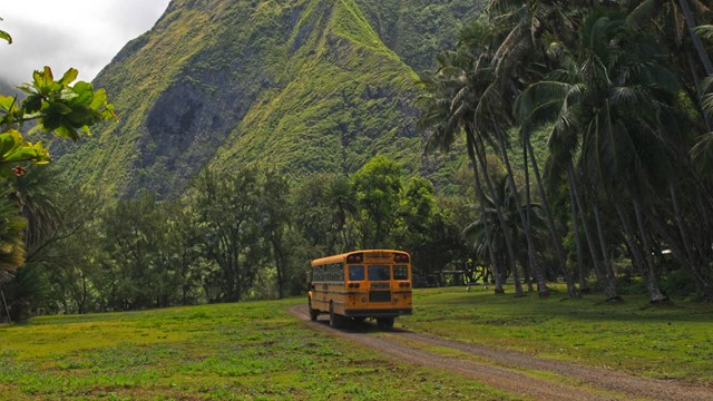 A yellow bus a road