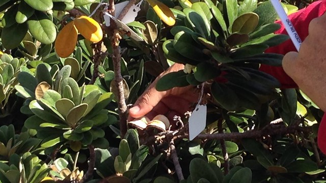 A branch with a tag on it and a hand holding part of the plant. 