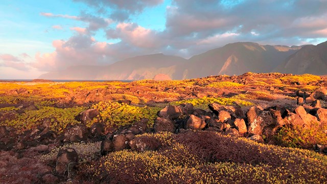 Low lying vegetation and pali in the background. 