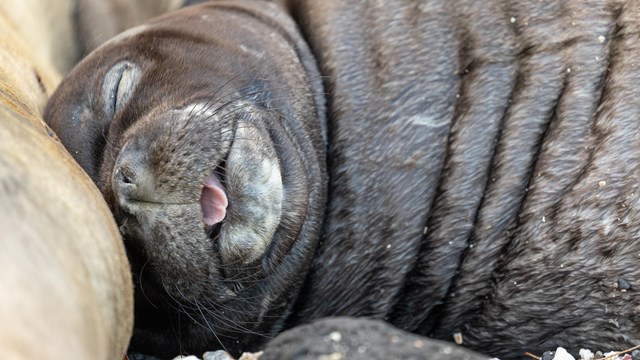 A small monk seal sleeping with its tongue showing. 