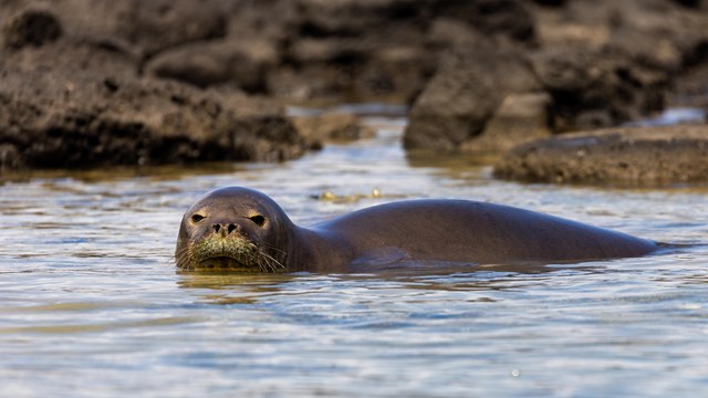 A monk seal partly submerged in water with its back and head out of the water