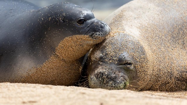 A monk seal mom and pup resting on a sandy beach.
