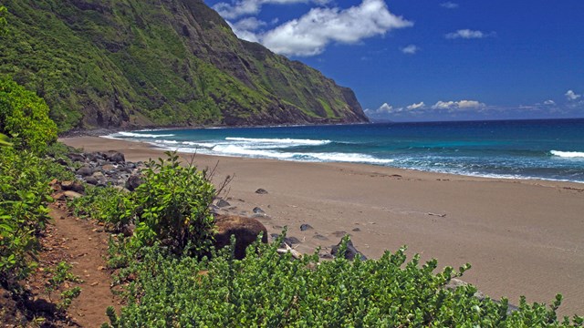 A sandy beach with dark brown sand, the ocean, and green sea cliffs. 