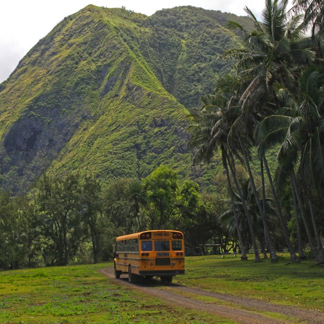 A yellow bus a road