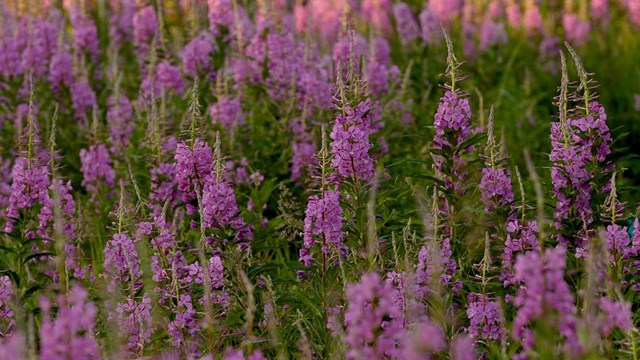 Large group of fireweed flower.