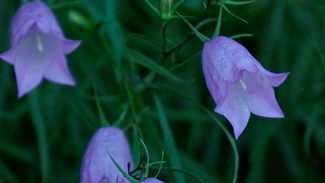 Hare Bells