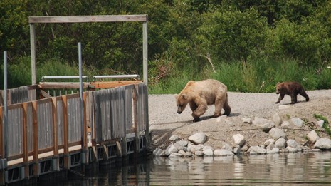 Two bears in front of a floating wooden bridge