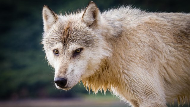 a white wolf with an intense gaze