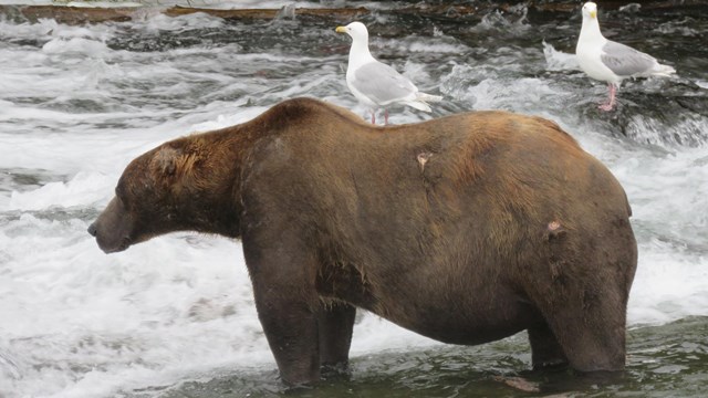 A brown bear standing in a river with gulls in the background.