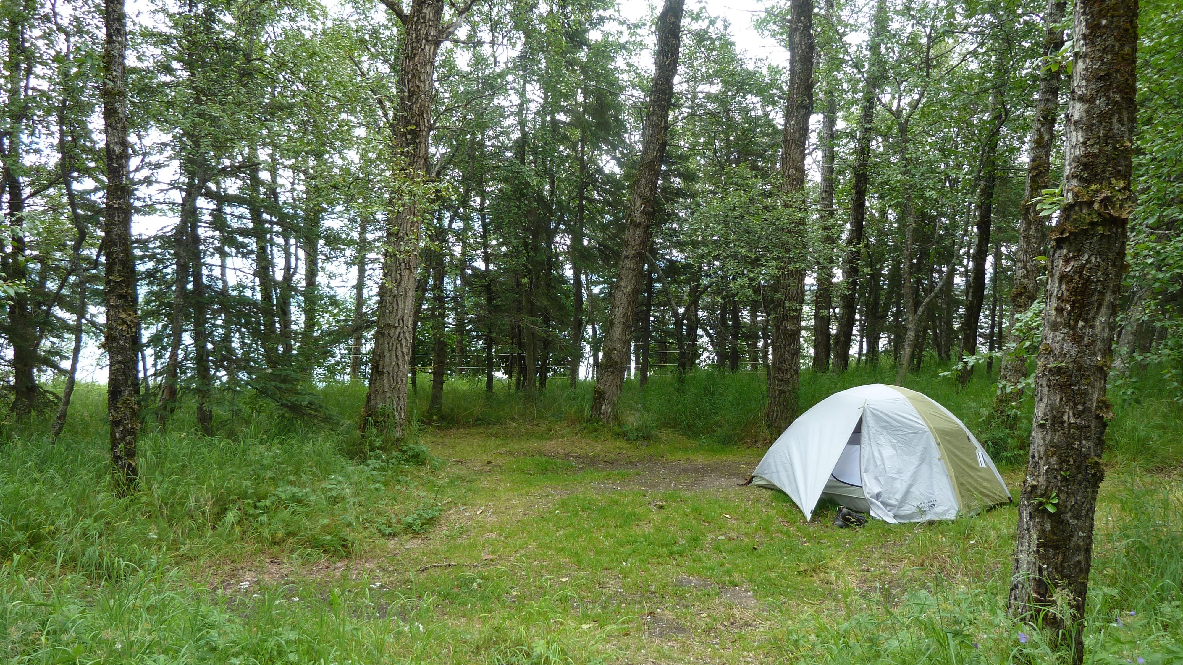 a tent sits on a grassy pad among spruce and birch trees