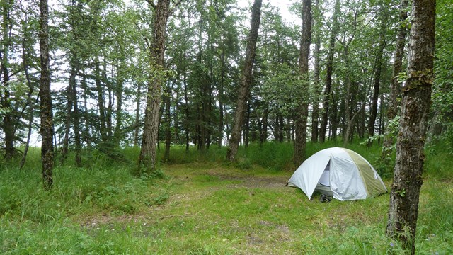 a tent sits on a grassy pad among spruce and birch trees