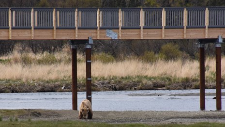 One bear feeds beneath an elevated bridge.