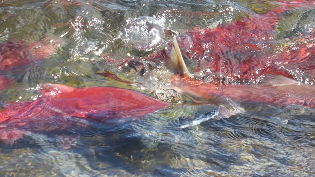 red salmon swimming in shallow water