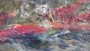 red salmon swimming in shallow water