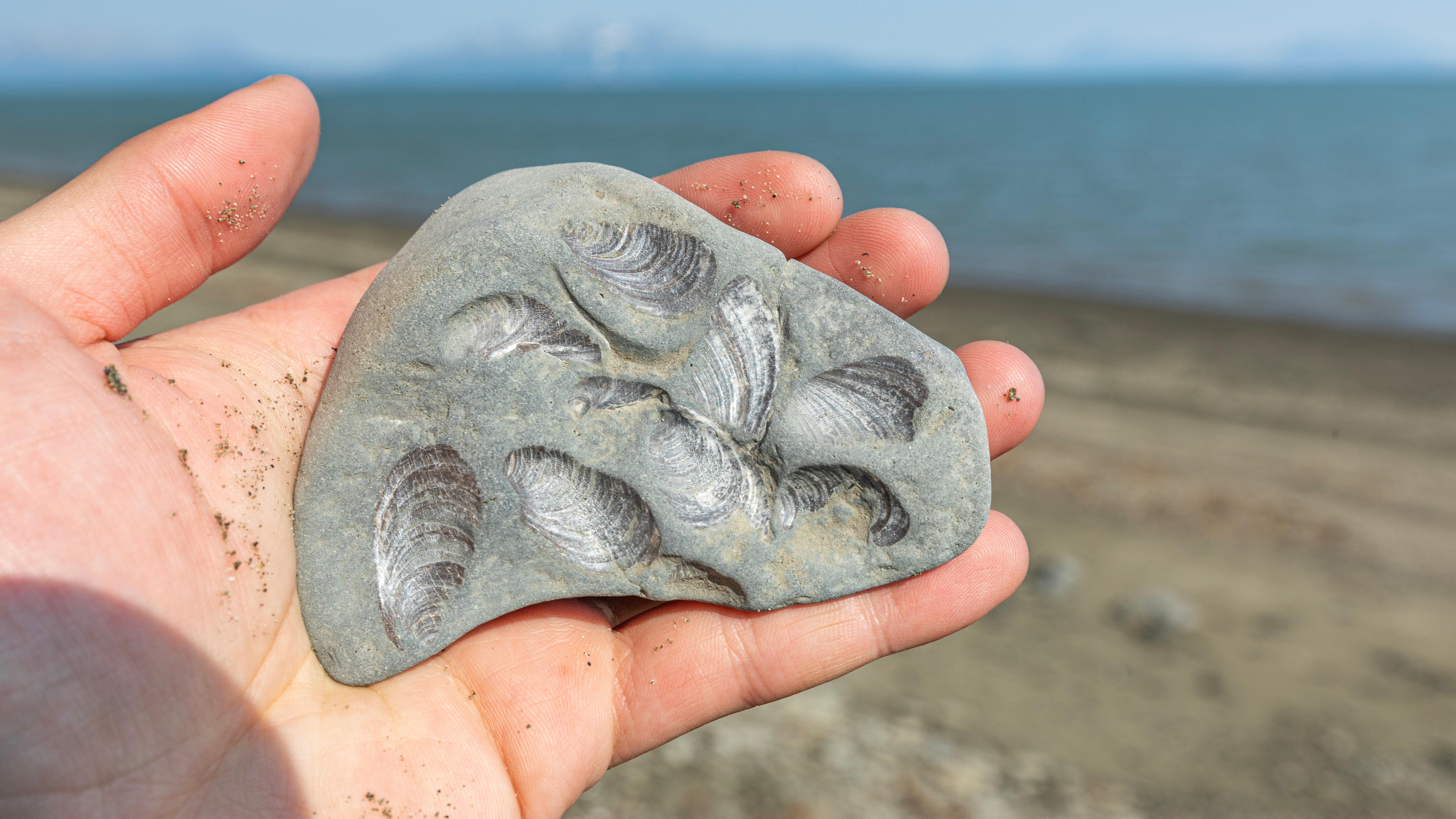 A rock with fossils in the shape of shells held by a human hand