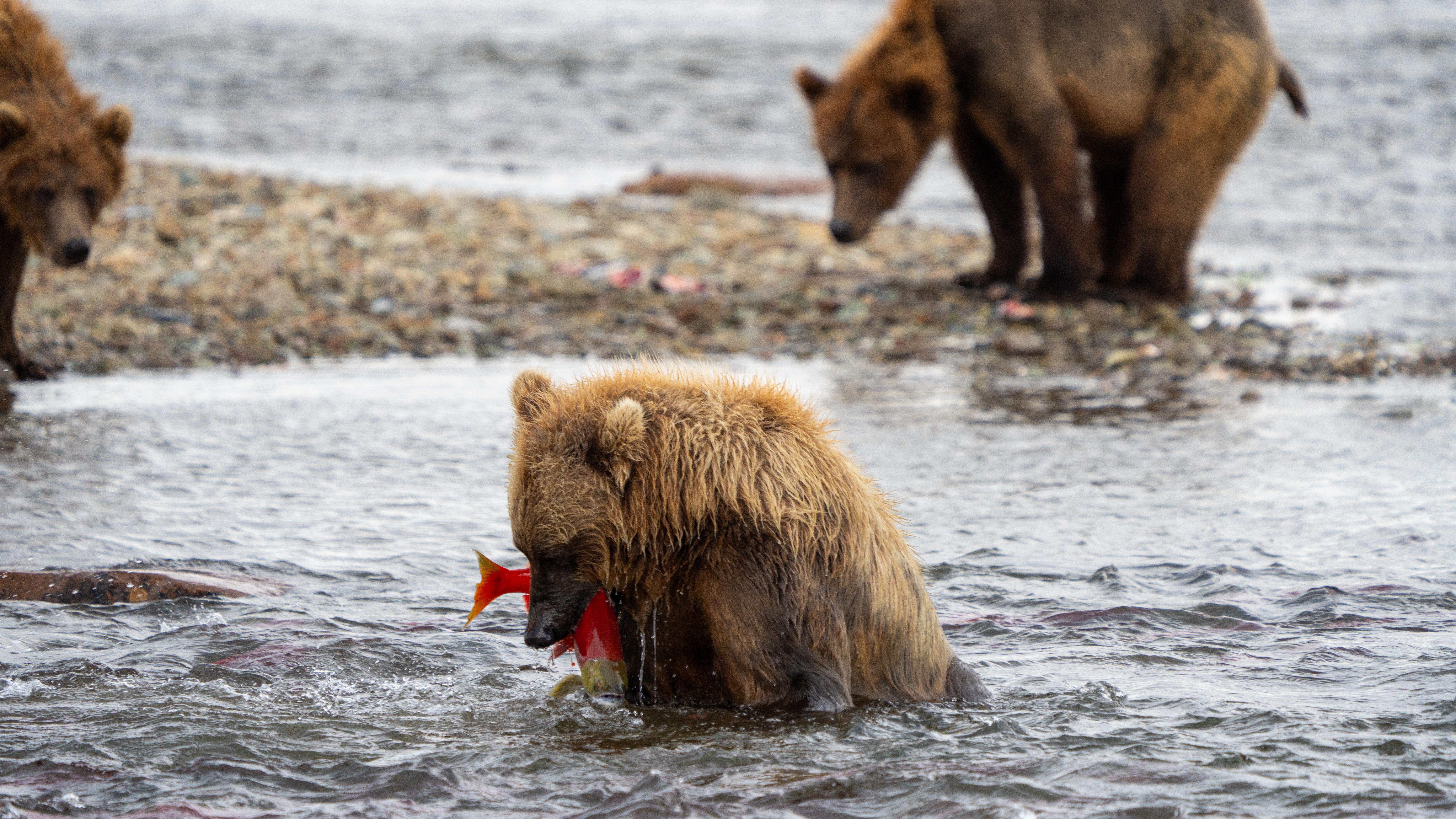 a brown bear sitting in a river eats a bright red fish while other bears look on.