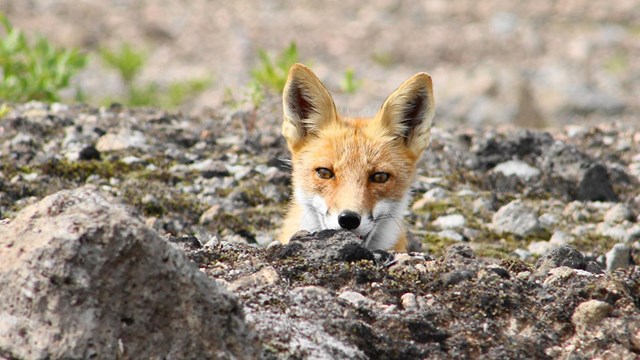 Red fox peeking above rocks.