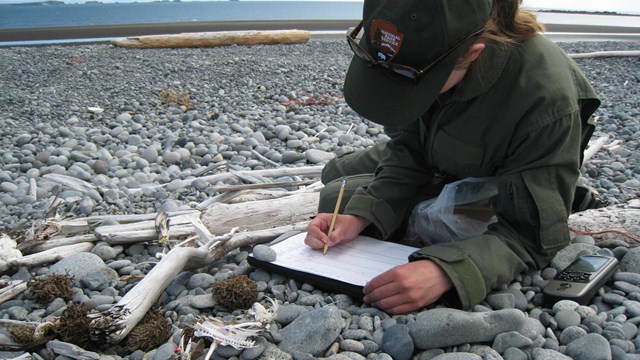 A park ranger records data about a seabird skeleton on the beach