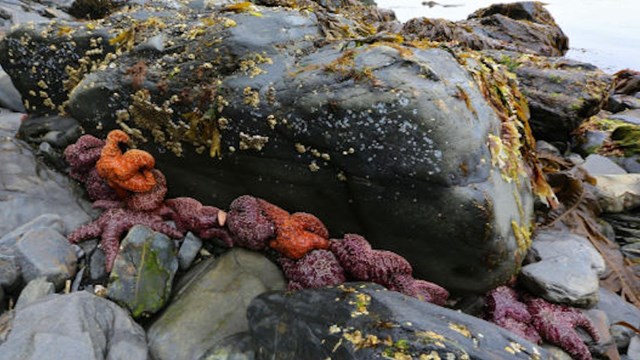Healthy sea stars cling to a rock on the coast.