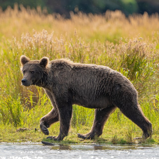 a photo of a bear walking in a marsh