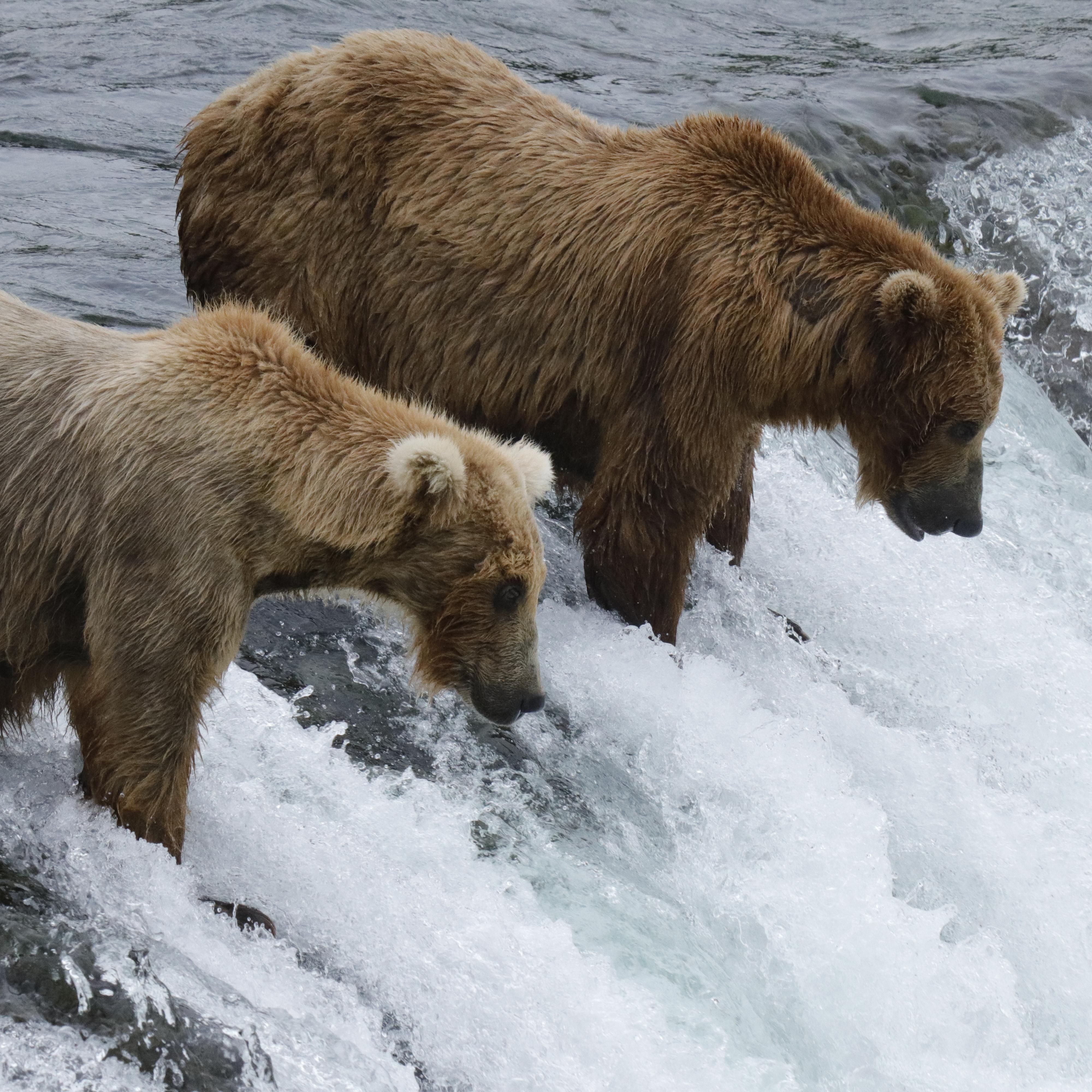 two brown bears stand on top of a short waterfall looking for salmon