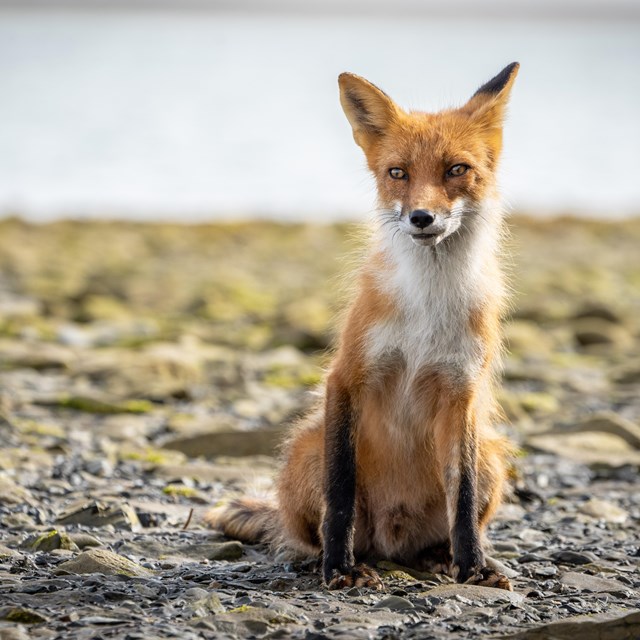 a red fox with black paws and beady eyes stands at the edge of a shoreline.