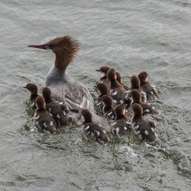 a drab brown bird wades through calm waters with about ten chicks following it.