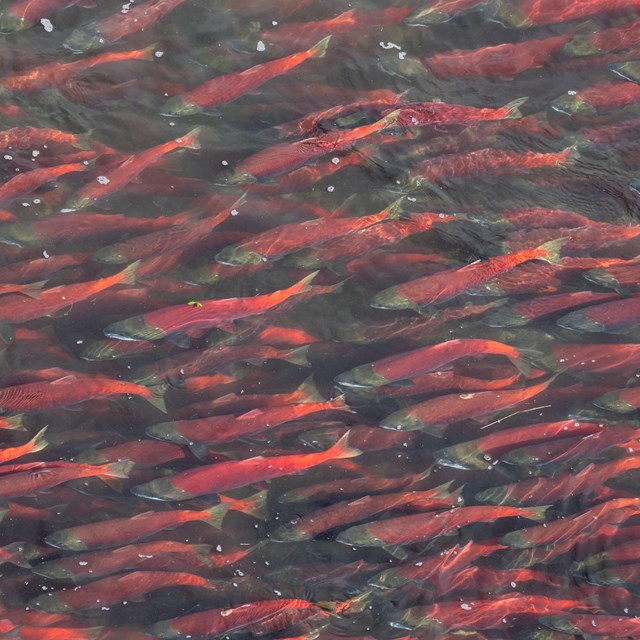 a huge school of bright red fish swim together through clear waters.