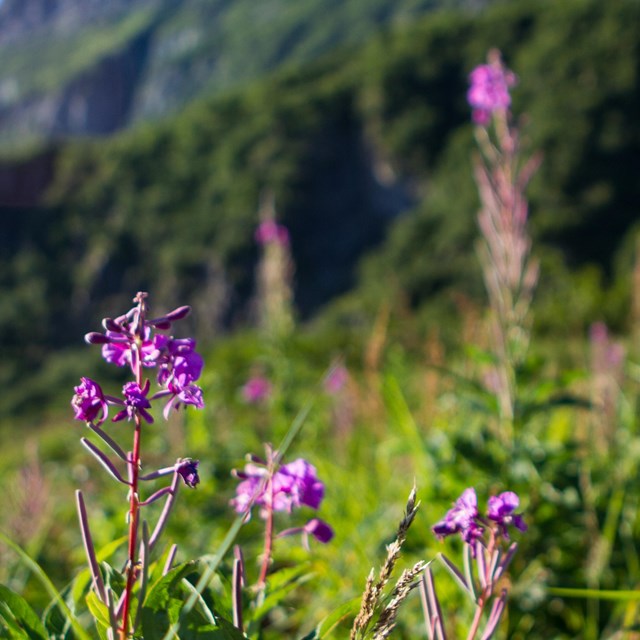 a purple flower blooms in front of a verdant mountain face.