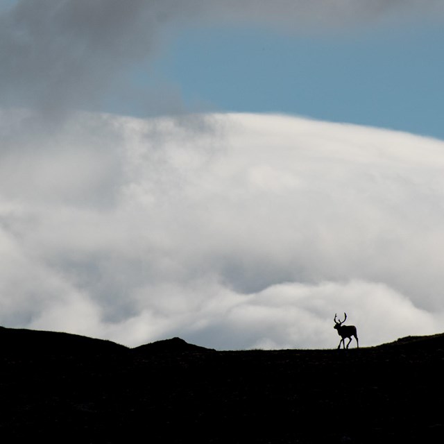 a caribou's silhouette along a ridgeline against a cloudy blue sky.