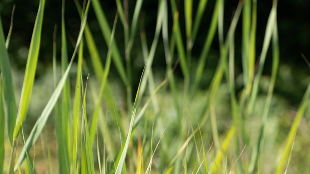 A photo of phrags, a green grassy plant that is invasive in the monument. 