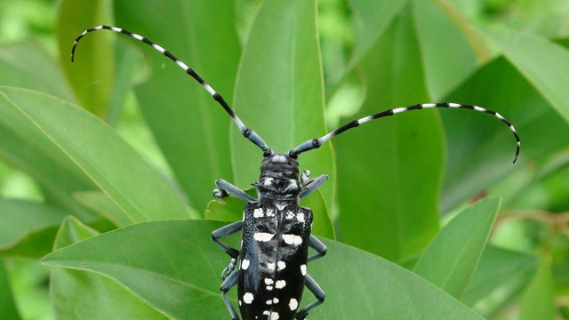 Asian longhorned beetle sits on green vegetation. 