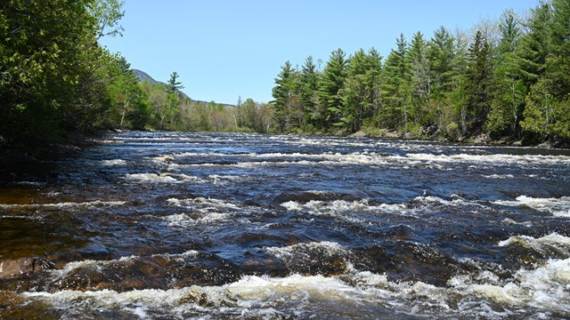 A wide portion of river flowing over a large rapid on a blue sky day. Forested areas border it.