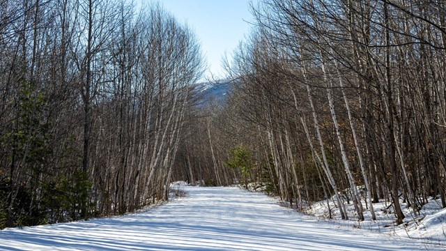 A snowy winter scene with bare birch trees lining both sides of the empty trail.