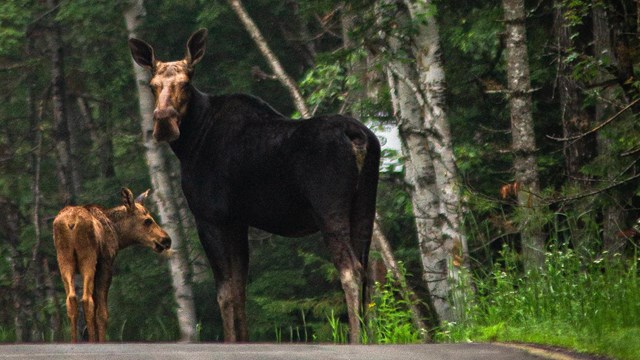 A cow moose and calf stand on a gray road with green trees. 