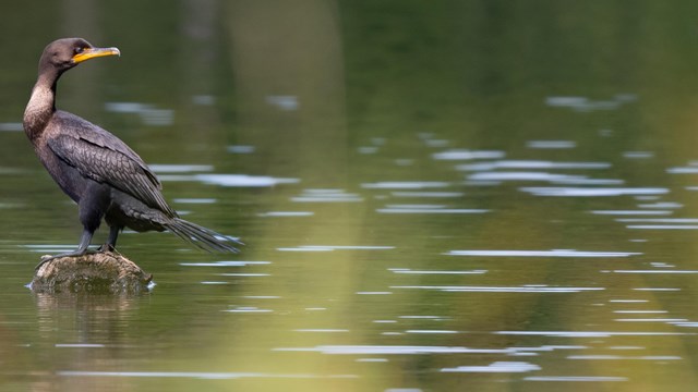 A cormorant with dark feathers and a yellow bill poses on a rock in a river.