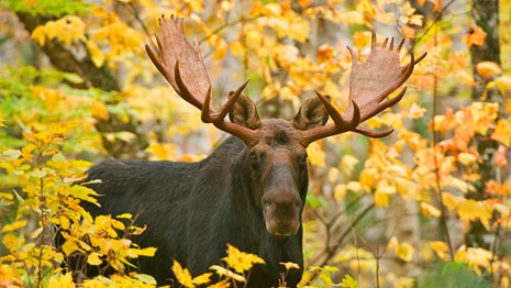 Bull moose amidst yellow leaves