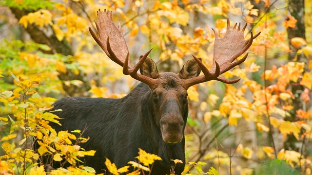 Bull moose amidst yellow leaves