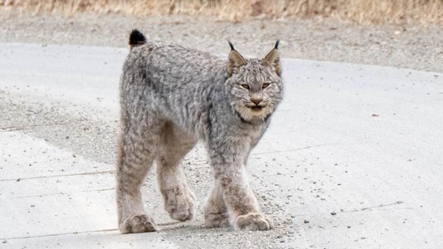 A Canada lynx crosses a gray road with green trees in the background. 