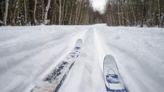 A set of  skis is in front of frame, with a snowy path ahead. Bare trees line the path.