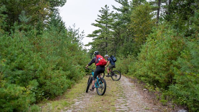 Two people on bikes ride down a tree-lined path. One biker is in red and the other is in blue.