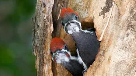 Two Pileated Woodpecker Chicks look out of a tree.